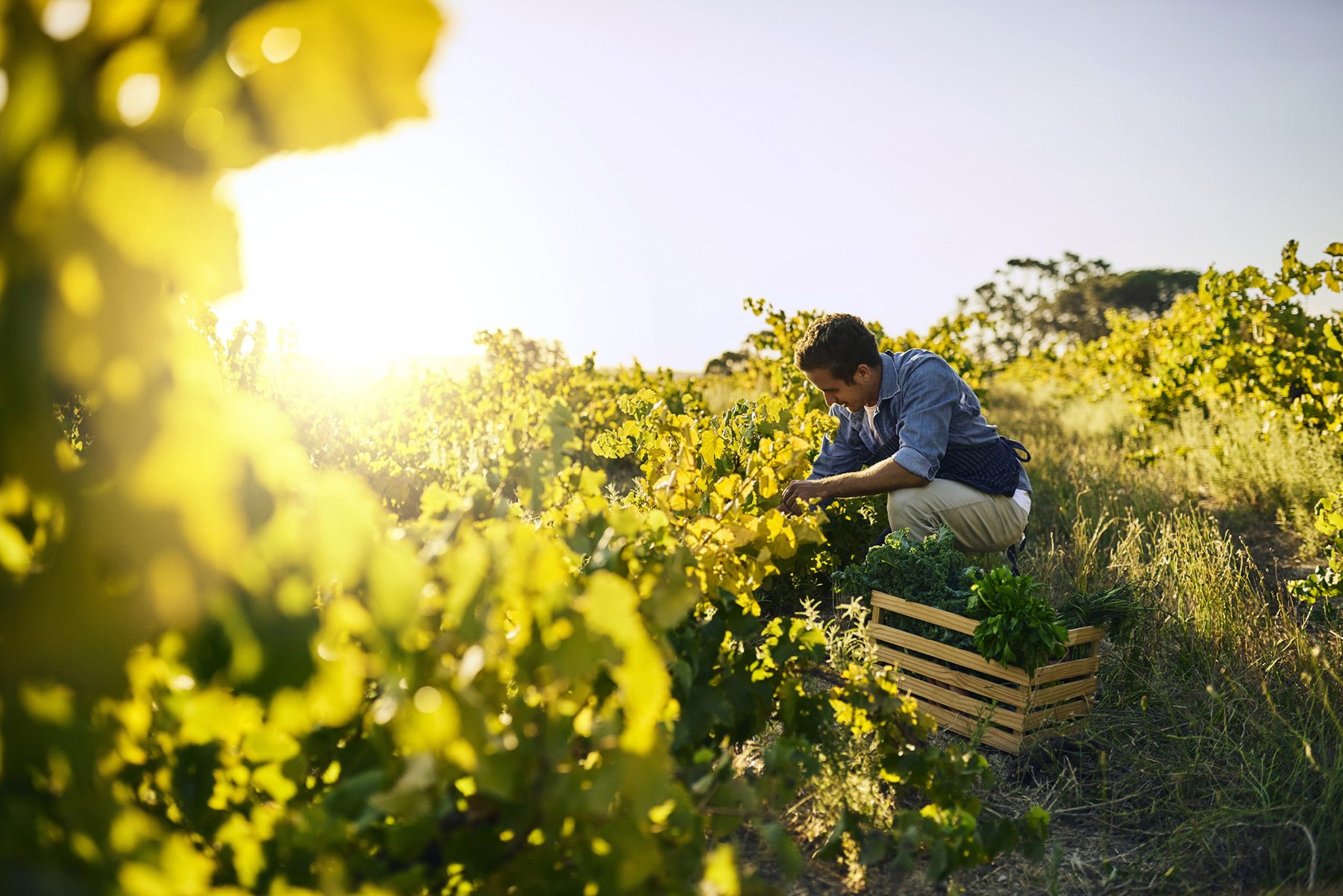 Jeune Agriculteur récoltant son panier dans un champs ensoleillé