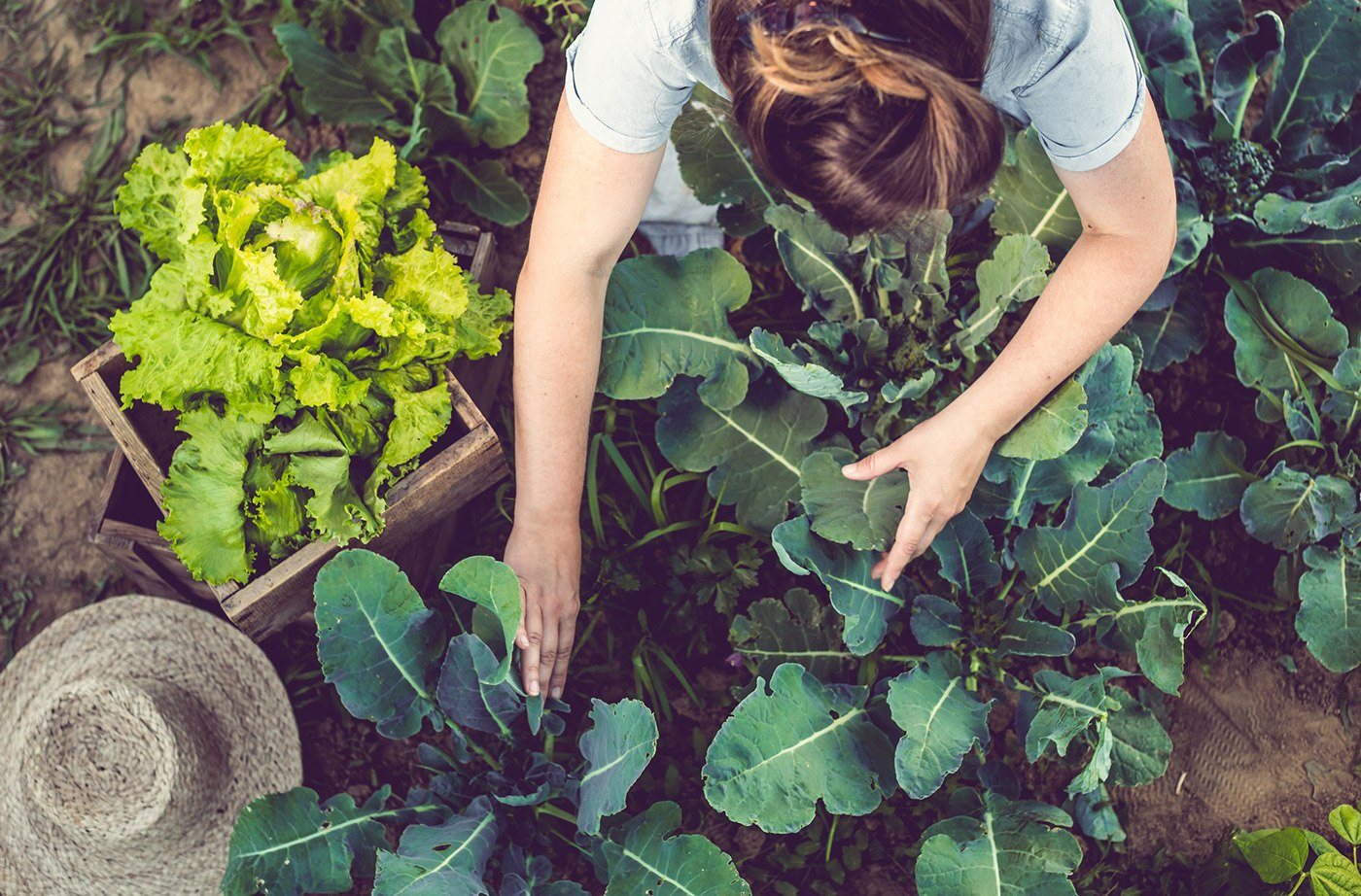 Agricultrice dans un champs de choux