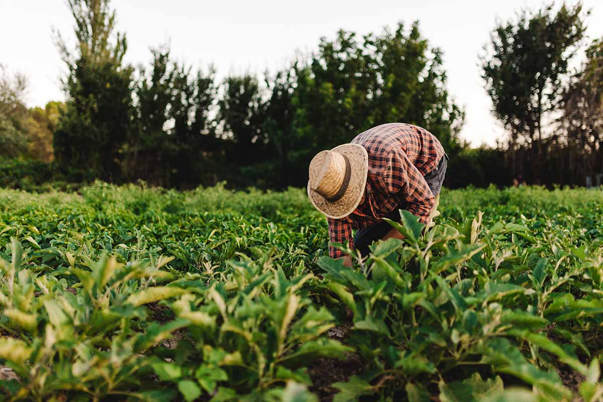 Le projet PISA mesure l'impact de l'agriculture durable au Brésil sur les pratiques agricoles