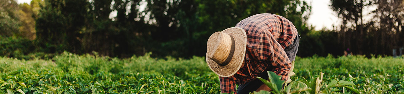 Projet PISA d'agriculture durable au Brésil