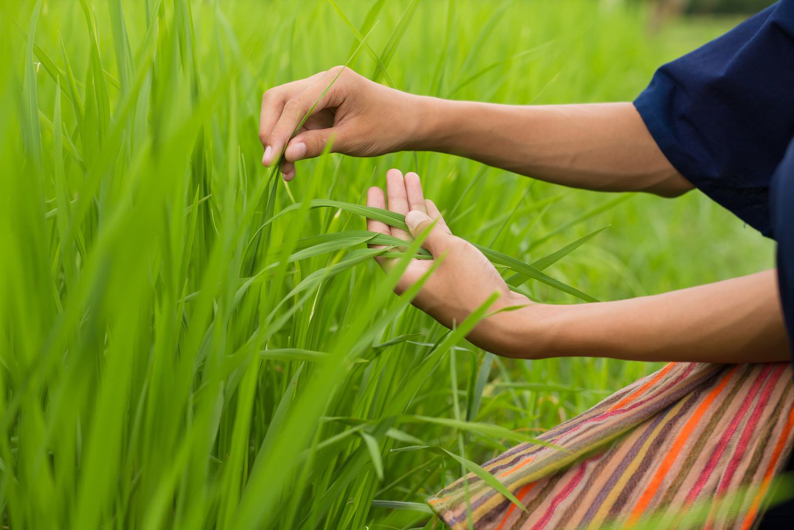 Le Fonds de Dotation Roullier soutient l'agriculture durable