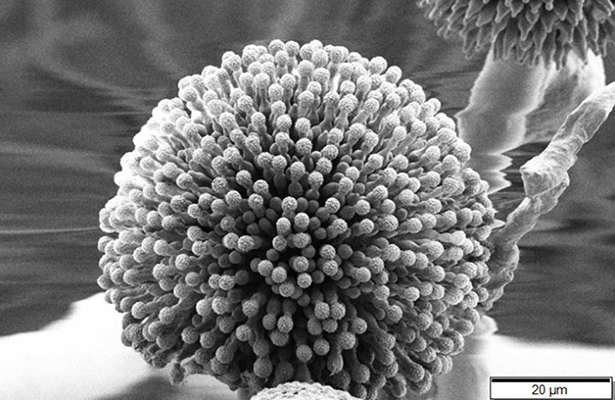 Le Fonds de dotation ROullier s'engage auprès de INRAe pour la création d'un atlas français des champignons du sol