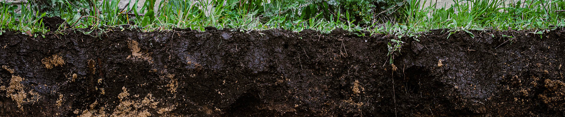 L'atlas des champignons du sol permet d'appréhender leur diversité dans les sols français