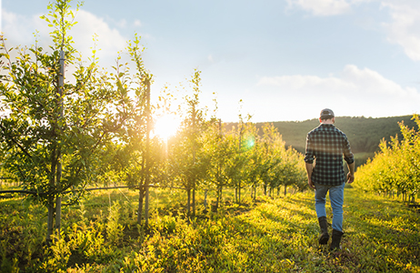 Un agriculteur dans son verger exécute un PSE