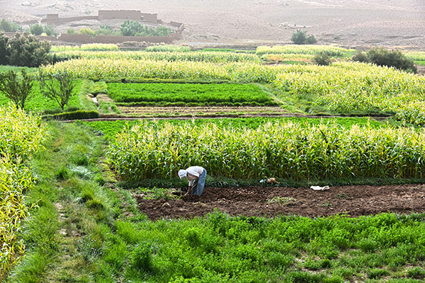 La Journée de la terre met les écosystèmes agricoles à l'honneur