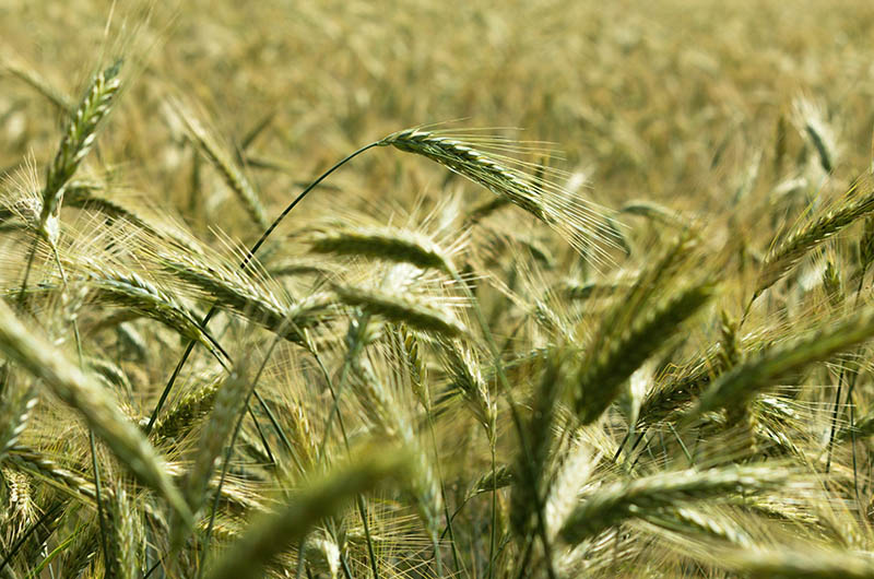 L'agriculture nait en Bretagne il y a 4 500 ans