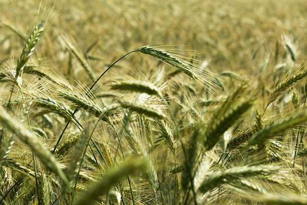 La naissance de l'agriculture en Bretagne