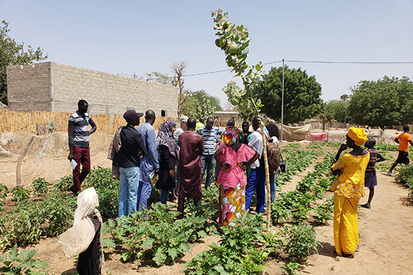 L'IRD soutien le développement de l'Inoculation au Sénégal