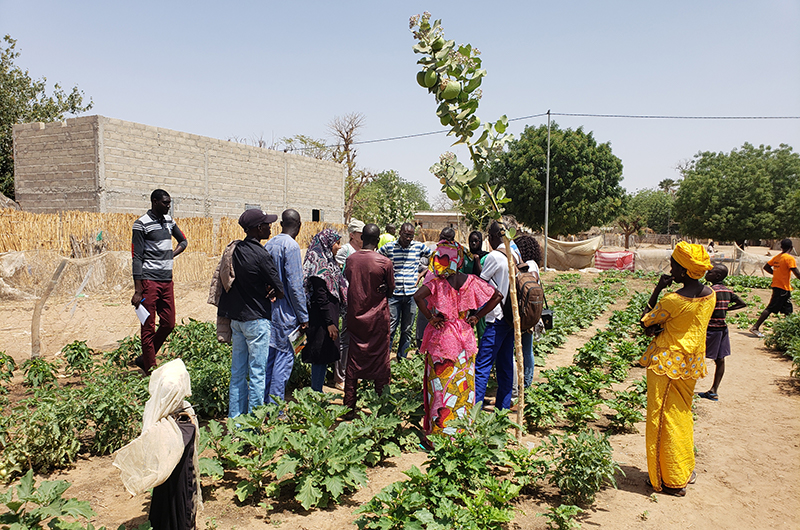 Formation à l'inoculation pour les agriculteurs sénégalais