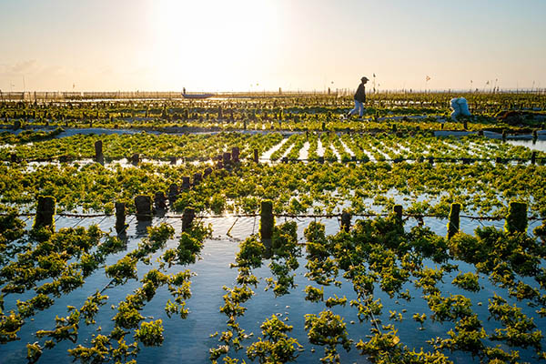 An algae farm field in Indonesia for a sustainable agriculture