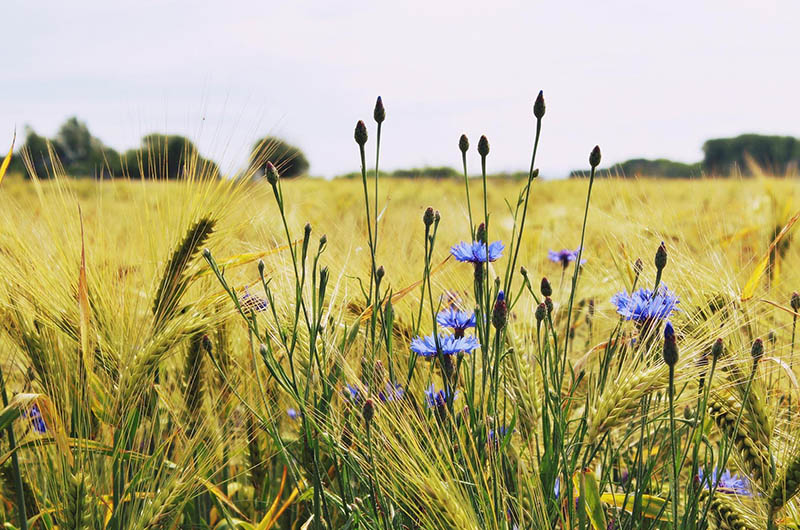 Le Fonds de Dotation Roullier est partenaire de la chaire biodiversité et changement climatique de l'université de Rennes 1