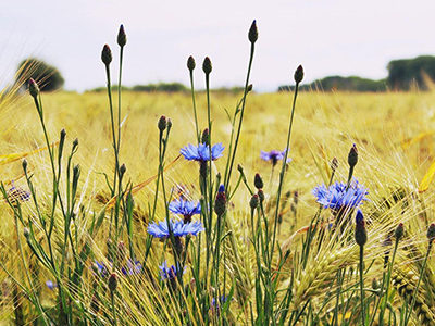 Un partenariat du Fonds de Dotation Roullier sur la biodiversité