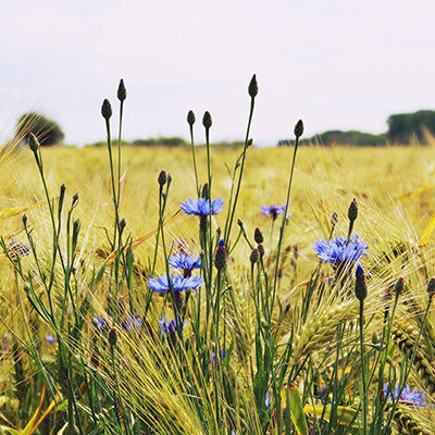 A partnership of the Roullier Endowment Fund on biodiversity