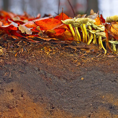 Sol d'automne avec de la matière organique et des champignons