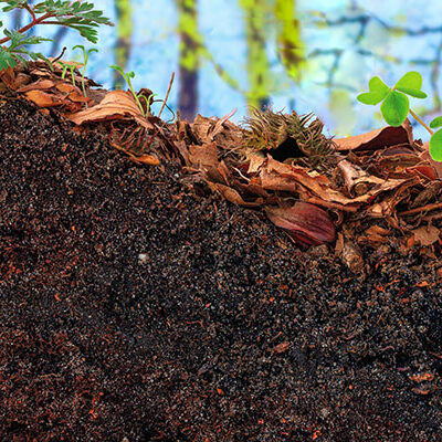 Sol d'une forêt avec beaucoup d'humus