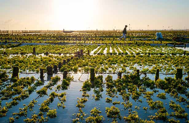Une culture d'algues : un exemple de zone humide à usage agricole