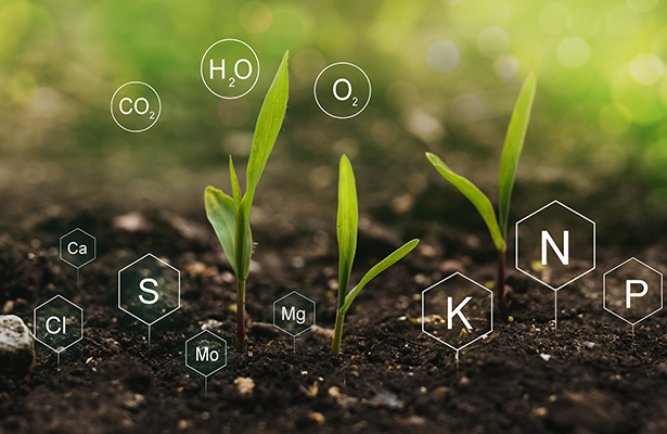 Dans le sol, les minéraux constitutent une nourriture pour les organismes, plantes ou animaux