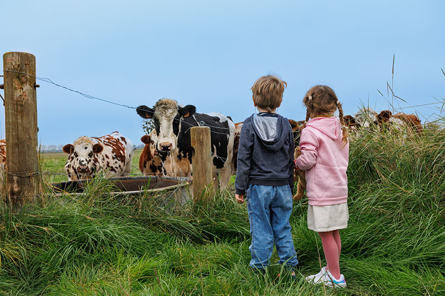 Les enfants regardent la vache