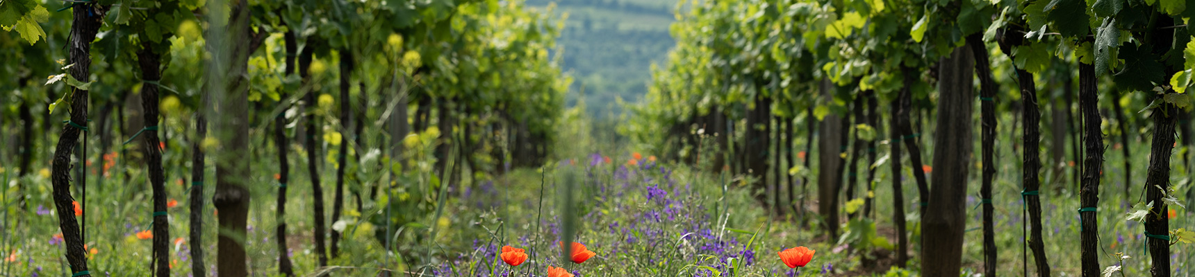 Le projet Inferomics traite des vignes