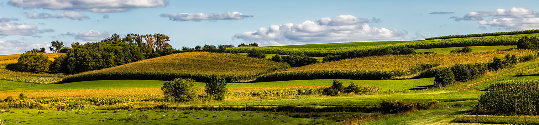 Les sols salins ne sont pas fertiles en agriculture.
