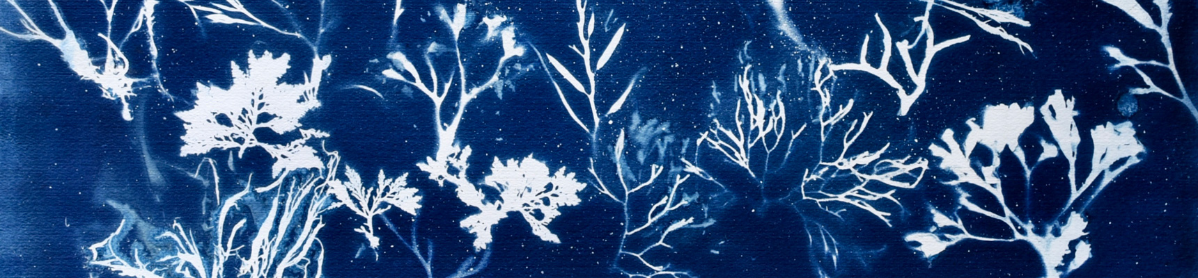 BlocHeaderExpoAlgues