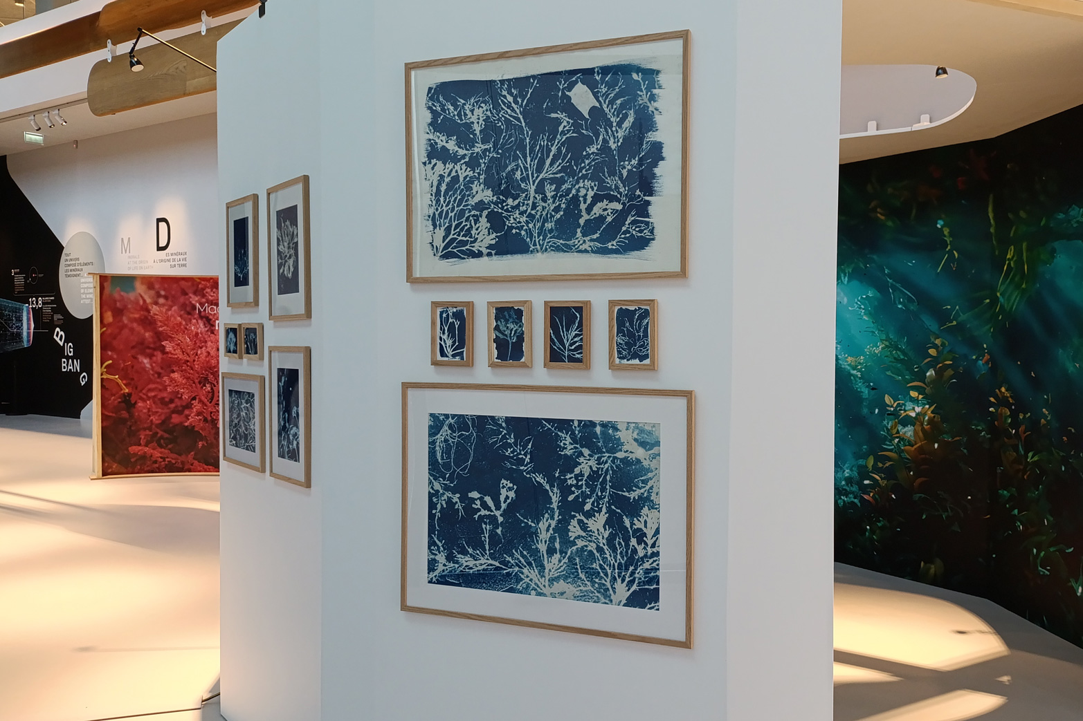 Une exposition temporaire sur les algues au FDR